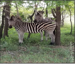 Zebra sighting – Kruger National Park